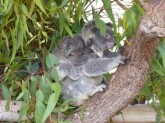 Koalababy