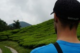 Teeplantage Malaysia